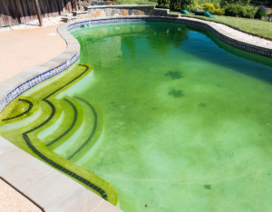 Algae Growth In The Pool